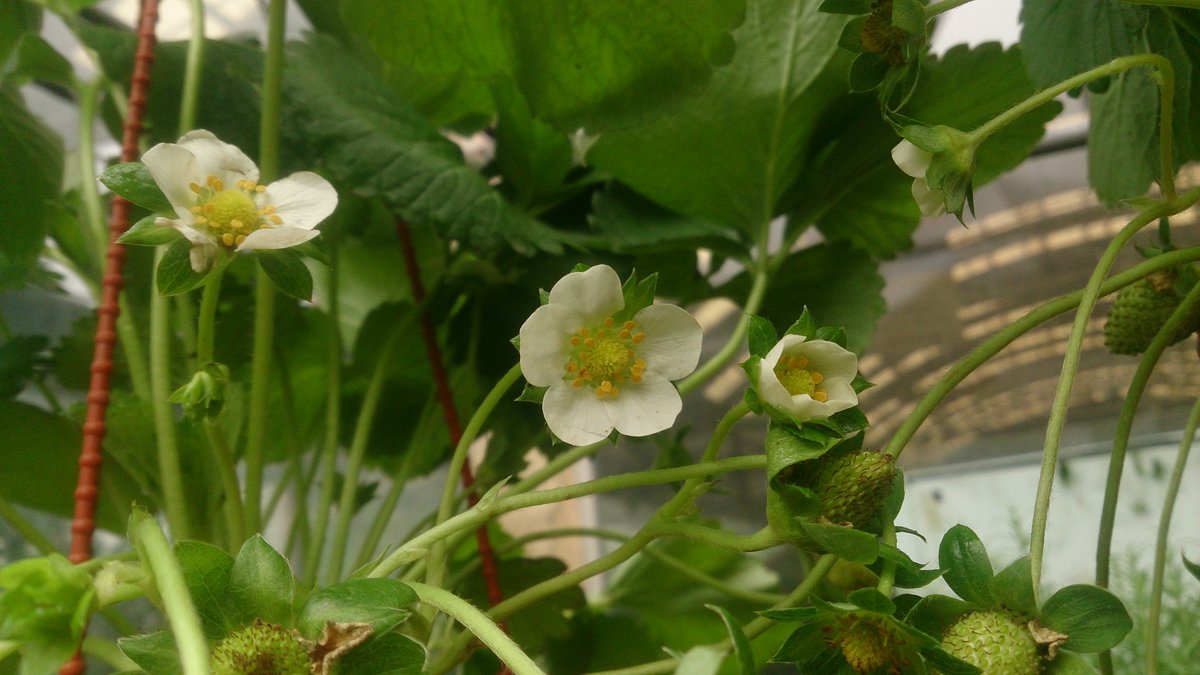 Planta de fresas con frutos rojos madurando en una maceta
