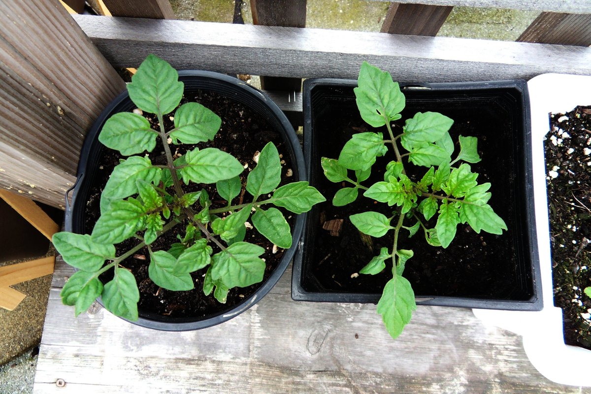 Planta de tomate cargada de tomates verdes y maduros